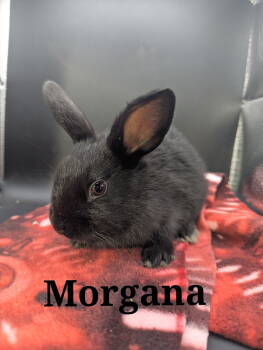 Rescue English Spot and Rex Rabbits for Adoption - Morgana | PetCurious