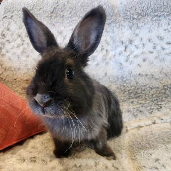 Rescue Jersey Wooly Rabbits for Adoption in Salt Lake City, Utah - Hazel | PetCurious