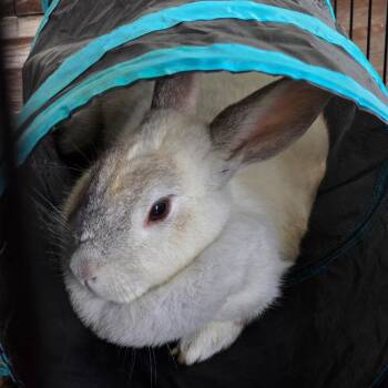 Creme Dargent Rabbits Available for Adoption in Plumsted, New Jersey - Honey Bunny | PetCurious