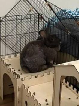 August -  Silver Fox Rabbit for Adoption in Melbourne, Florida - August | PetCurious
