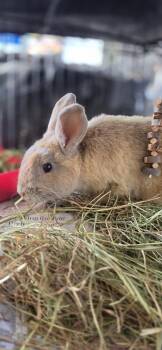 Hapa -  Angora Rabbit and American Rabbit for Adoption in Honolulu, Hawaii - Hapa | PetCurious