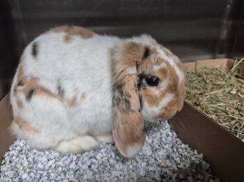 Lop Eared Rabbits Available for Adoption in Cincinnati, Ohio - Fidget | PetCurious