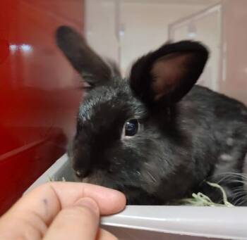 Yoshi -  Lionhead Rabbit for Adoption in Vancouver, Washington - Yoshi | PetCurious