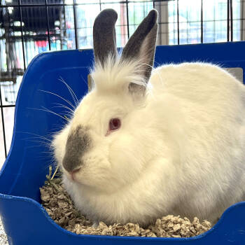 Rescue Lionhead and Californian Rabbits for Adoption in Houston, Texas - Dove | PetCurious