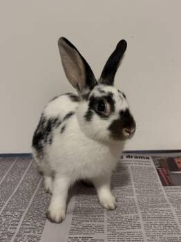 PICKLES -  English Spot Rabbit for Adoption - PICKLES | PetCurious