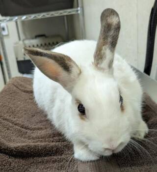 Rescue Hotot and American Rabbits for Adoption in Honolulu, Hawaii - Quinn | PetCurious