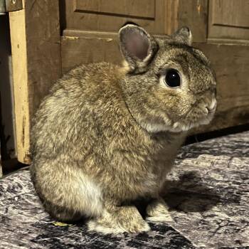 Rescue Netherland Dwarf Rabbits for Adoption in New York, New York - Chuck | PetCurious