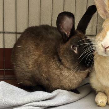 Oobi -  American Rabbit for Adoption in Glenwood Springs, Colorado - Oobi | PetCurious