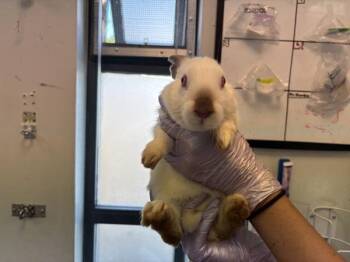Rhode Island -  Bunny Rabbit Rabbit for Adoption in New York, New York - Rhode Island | PetCurious