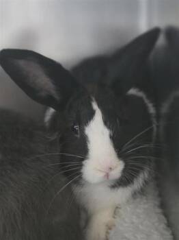 Phantom -  Dwarf Rabbit for Adoption in Largo, Florida - Phantom | PetCurious