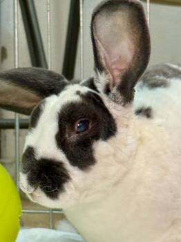 LIDL -  Rex Rabbit for Adoption in Pflugerville, Texas - LIDL | PetCurious