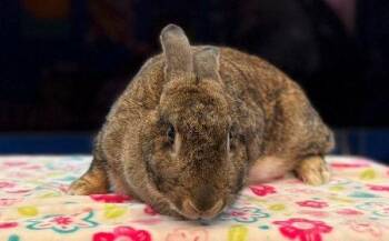 Bunny Rabbit Rabbits Available for Adoption in Santa Cruz, California - Ingrid | PetCurious