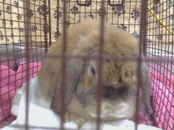 A928083 -  American Fuzzy Lop Rabbit for Adoption in Sacramento, California - A928083 | PetCurious