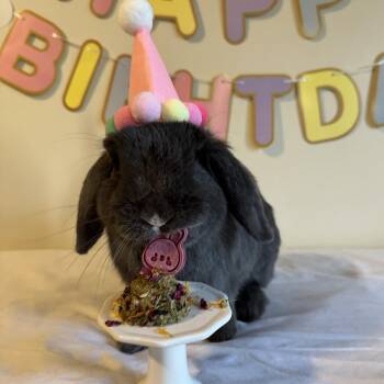Willowmina & Marlo -  Holland Lop Rabbit for Adoption in Andover, Connecticut - Willowmina & Marlo | PetCurious