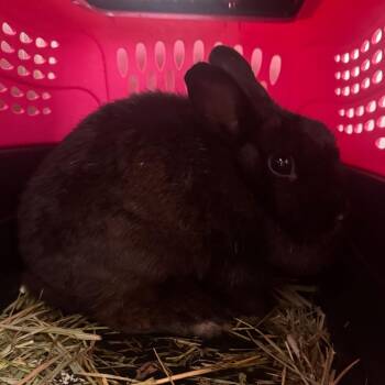 Fufu -  Netherland Dwarf and Bunny Rabbit Rabbit for Adoption in Clearwater, Florida - Fufu | PetCurious