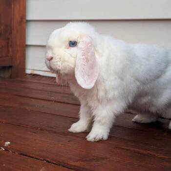 Snowball -  Holland Lop Rabbit for Adoption in Des Moines, Iowa - Snowball | PetCurious