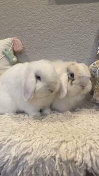Holland Lop Rabbits Available for Adoption in San Antonio, Texas - Tofu & Miso  | PetCurious