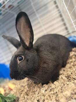 TIMOTHY GERALD III -  Bunny Rabbit Rabbit for Adoption in Dallas, Texas - TIMOTHY GERALD III | PetCurious