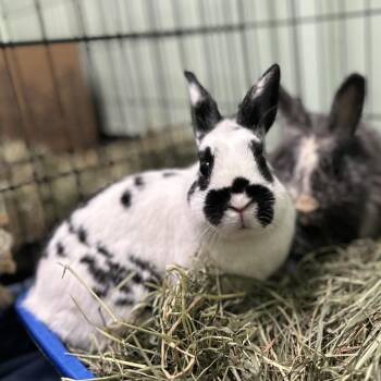 Magoo -  Polish Rabbit for Adoption in Davenport, Iowa - Magoo | PetCurious