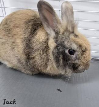 Jack -  American Rabbit for Adoption in Key Largo, Florida - Jack | PetCurious
