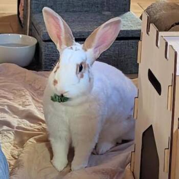 New Zealand and Rex Rabbits Available for Adoption - Bonbon* | PetCurious