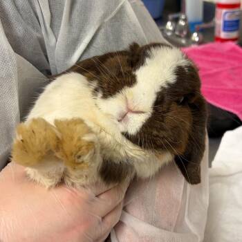 Big Stompers -  Bunny Rabbit Rabbit for Adoption in Asheville, North Carolina - Big Stompers | PetCurious