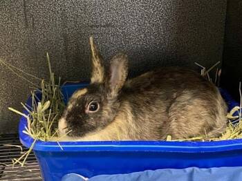 MIKU -  Bunny Rabbit Rabbit for Adoption in Tustin, California - MIKU | PetCurious