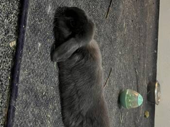 Rescue Holland Lop Rabbits for Adoption in Gig Harbor, Washington - Abby | PetCurious