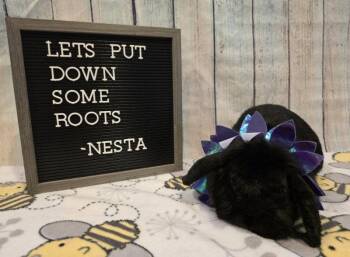 Mini Lop Rabbits Available for Adoption in Columbus, Ohio - Nesta | PetCurious