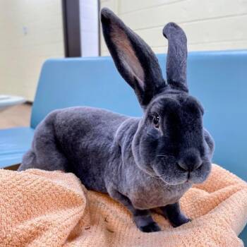 Storm -  Satin Rabbit for Adoption in Lyndhurst, Virginia - Storm | PetCurious