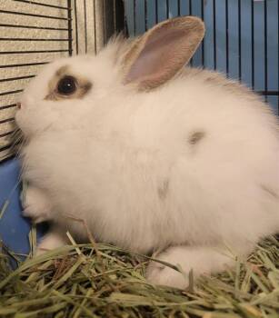 DEW DROP -  Bunny Rabbit Rabbit for Adoption in West Valley City, Utah - DEW DROP | PetCurious