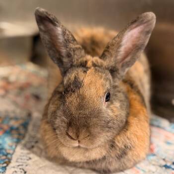 Fudge -  American Rabbit for Adoption in Winston-salem, North Carolina - Fudge | PetCurious