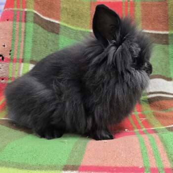 Rescue Lionhead and Angora Rabbit Rabbits for Adoption in Evansville, Indiana - Hootie | PetCurious
