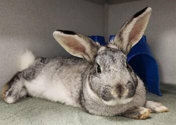 Bunny Rabbit Rabbits Available for Adoption - SECRET AGENT RANDY BEANS | PetCurious