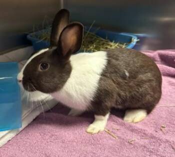 CHOCOLATE -  Bunny Rabbit Rabbit for Adoption in Alameda, California - CHOCOLATE | PetCurious