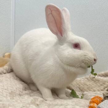 Bunny Rabbit Rabbits Available for Adoption in Puslinch, Ontario - Frost | PetCurious