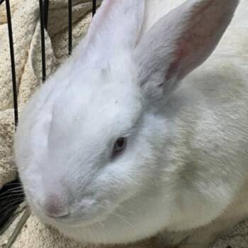 Aurora -  New Zealand Rabbit for Adoption in Elyria, Ohio - Aurora | PetCurious