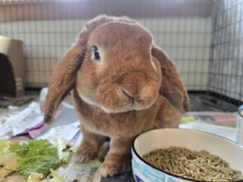Lop Eared Rabbits Available for Adoption - Max | PetCurious