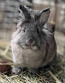 Rescue Lionhead Rabbits for Adoption in Dallas, Pennsylvania - Pebbles | PetCurious