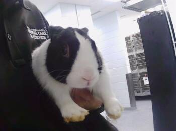 A1269599 -  Bunny Rabbit Rabbit for Adoption in Charlotte, North Carolina - A1269599 | PetCurious