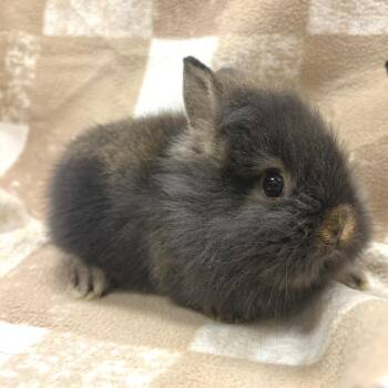 Spencer -  Lionhead Rabbit for Adoption in Oshkosh, Wisconsin - Spencer | PetCurious
