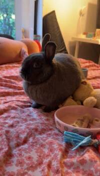 Paperclip -  Bunny Rabbit Rabbit for Adoption in Santa Cruz, California - Paperclip | PetCurious