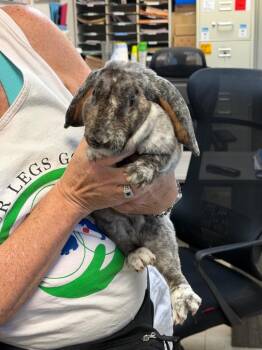 Rapunzel -  Rex Rabbit for Adoption in Pomona, New York - Rapunzel | PetCurious