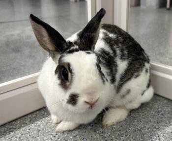 English Spot Rabbits Available for Adoption - Aria | PetCurious