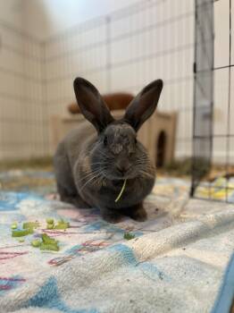 American and Rex Rabbits Available for Adoption in Ferndale, Washington - Jelly Bean | PetCurious