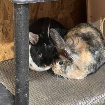 Callie -  Lionhead and New Zealand Rabbit for Adoption in Nampa, Idaho - Callie | PetCurious
