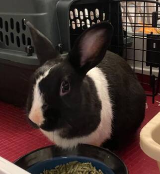 Noah -  Dutch Rabbit for Adoption in Pomona, New York - Noah | PetCurious