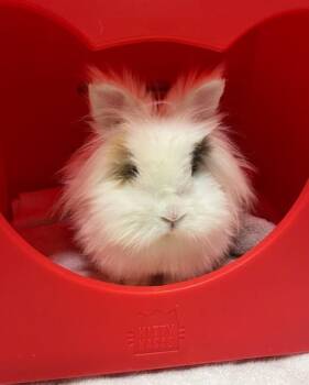 Lionhead Rabbits Available for Adoption in Novato, California - Leo | PetCurious