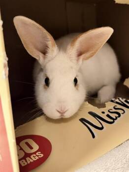 Bunny Rabbit Rabbits Available for Adoption in Santa Cruz, California - MAGGIE* | PetCurious