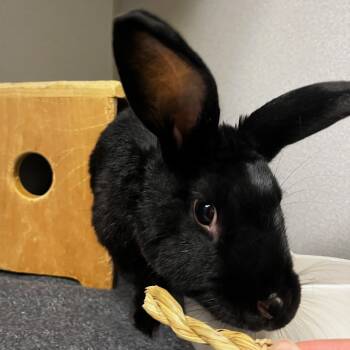 Rescue American Rabbits for Adoption in Pittsburgh, Pennsylvania - Rosalyn | PetCurious